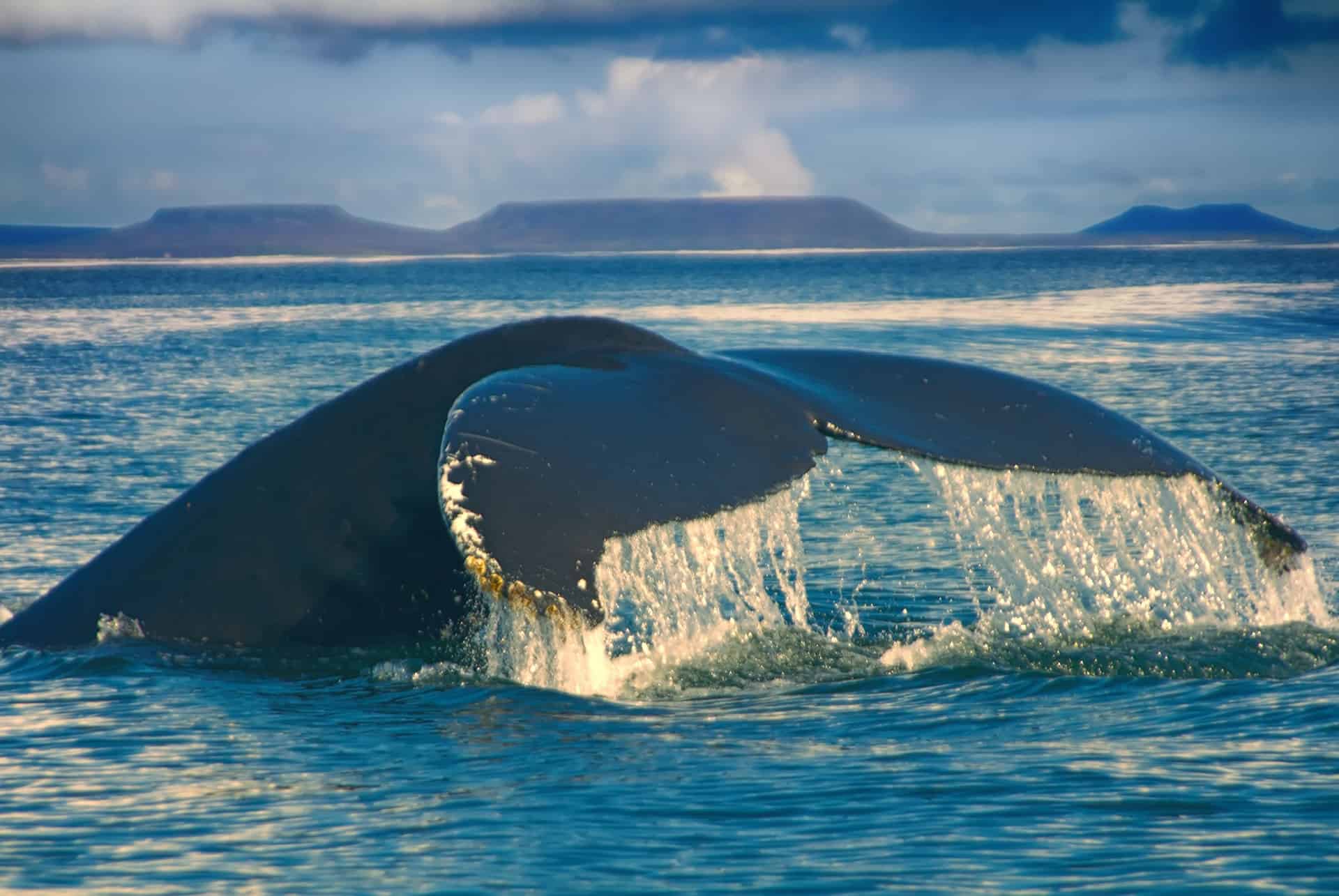baleine islande