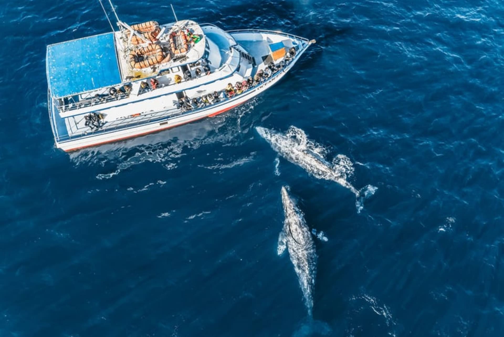 croisiere baleines à newport que faire à los angeles