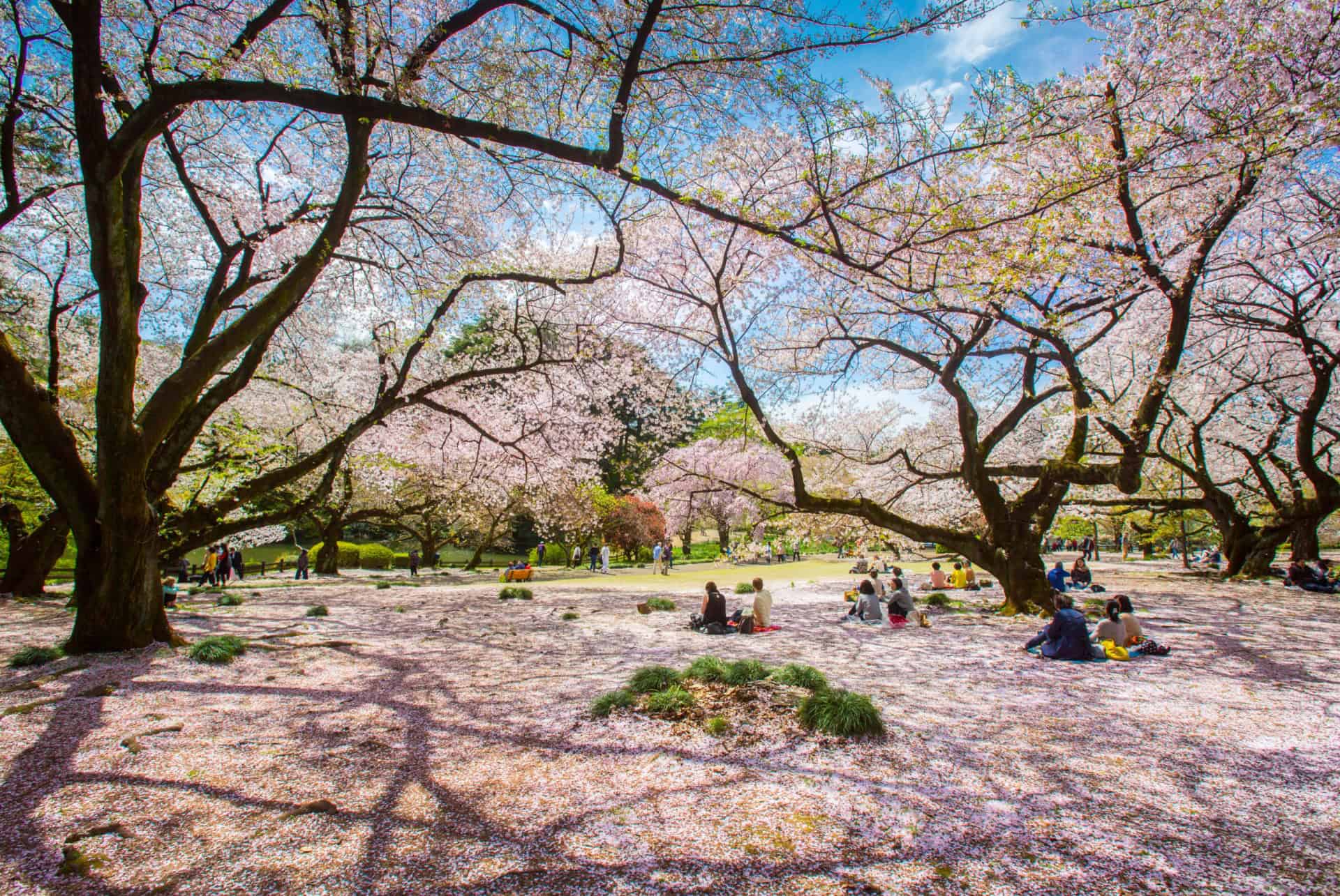 ueno printemps