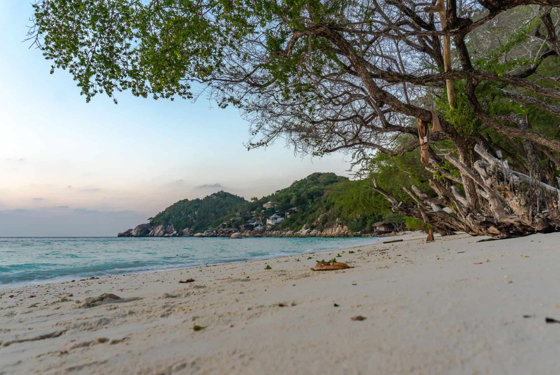 shark bay koh tao