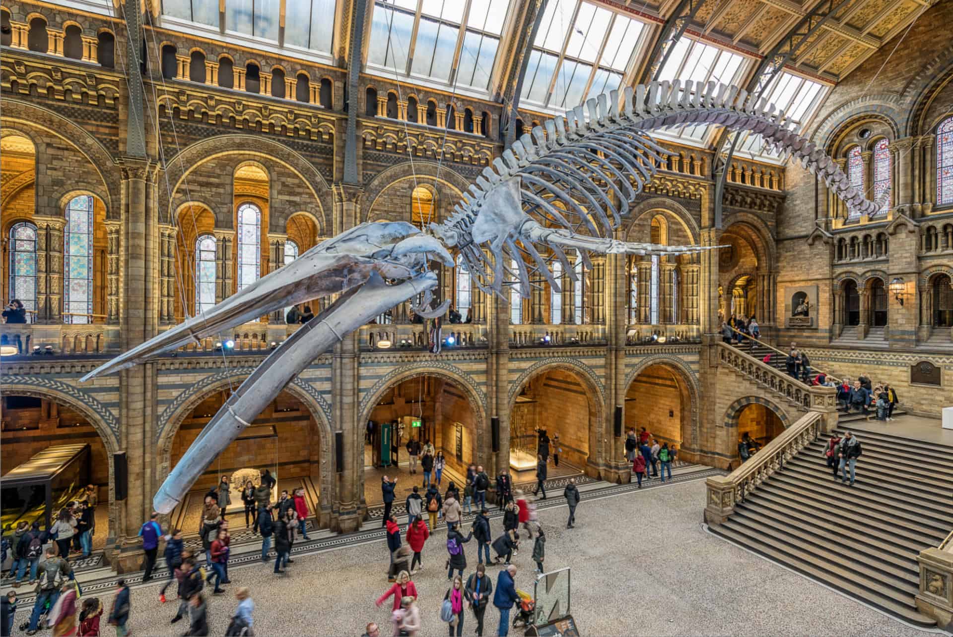 londres natural history museum