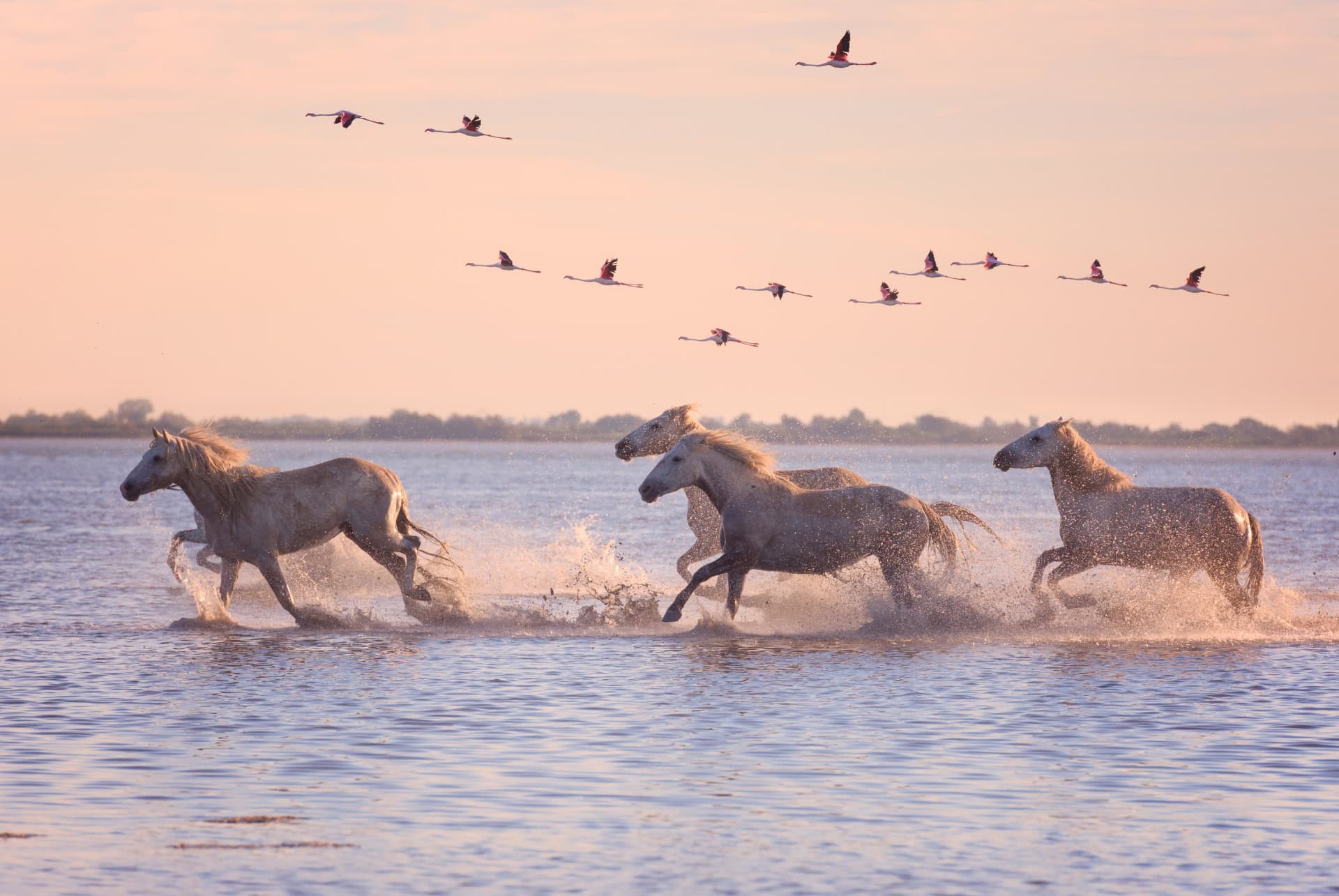 camargue chevaux et flamants roses