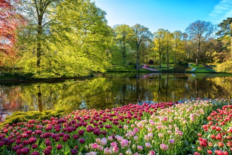 Visite de Keukenhof et croisière sur les moulins à vent depuis Amsterdam