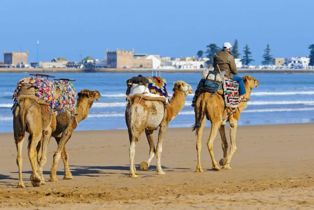 dromadaire plage