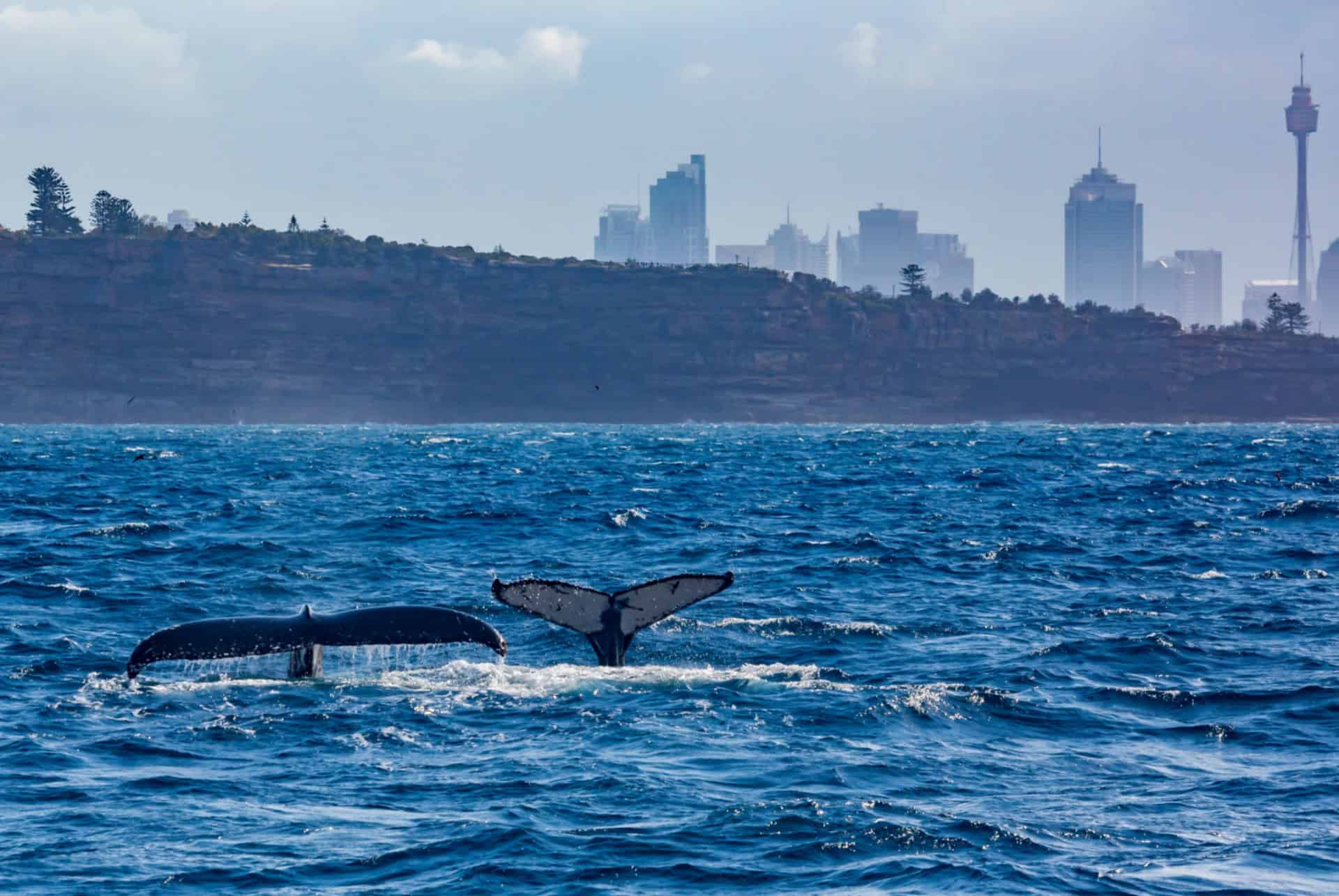 observation des baleines sydney