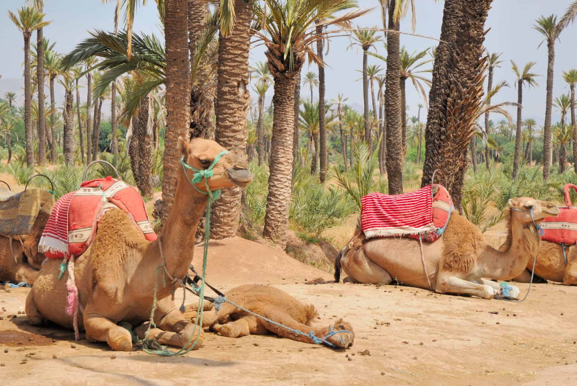 palmeraie chameau marrakech mai