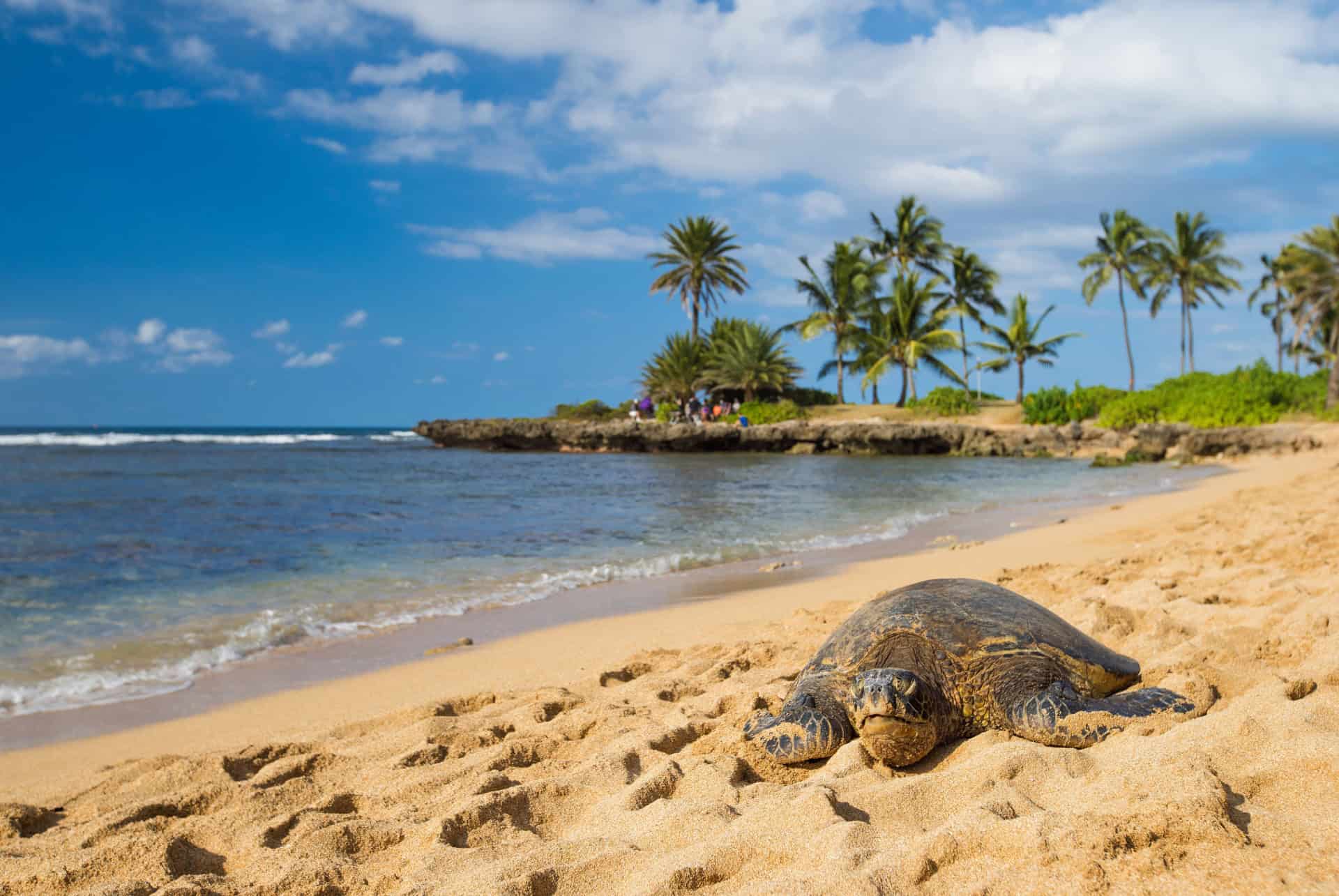 quand partir a hawai plage