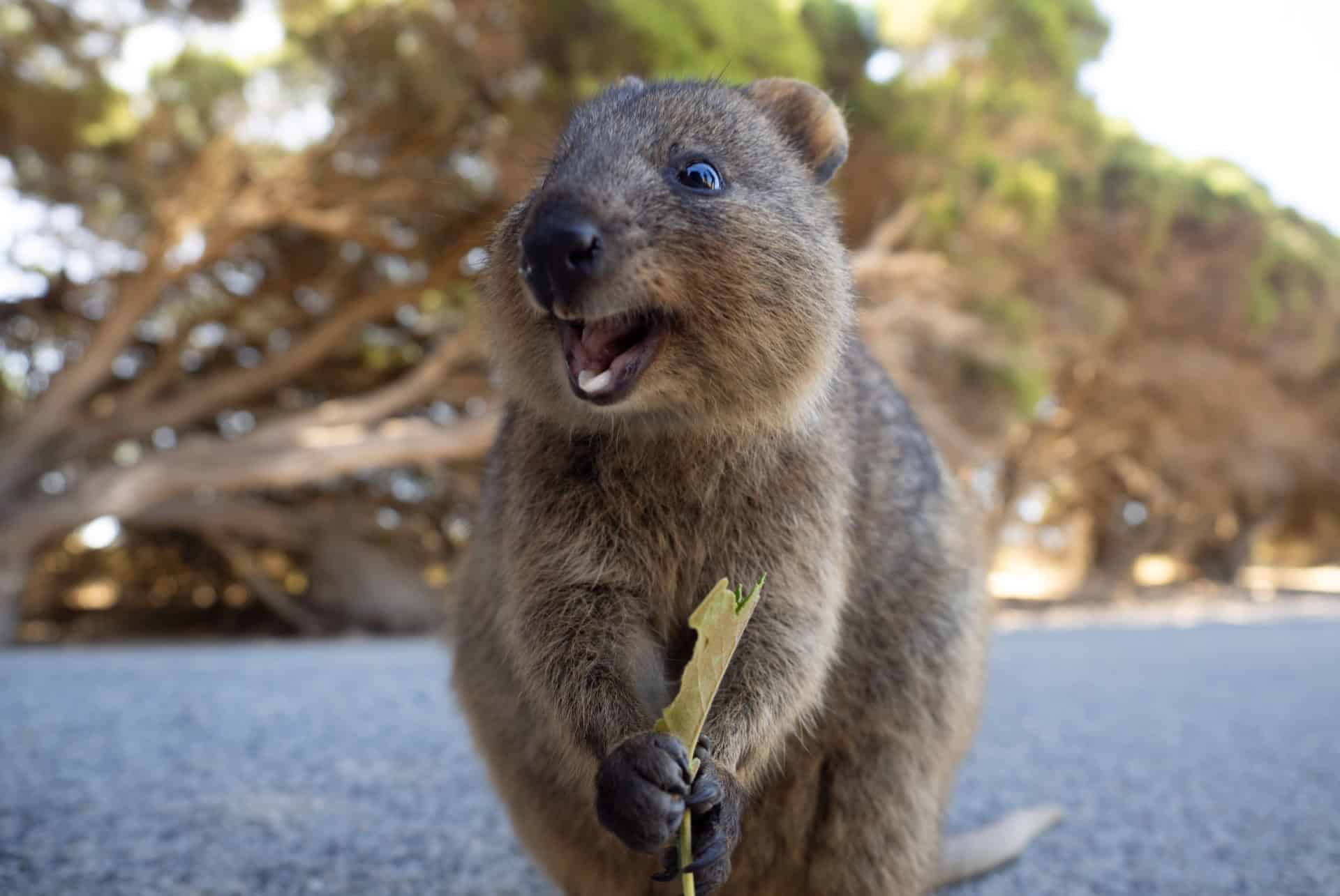 quokka rottnest island