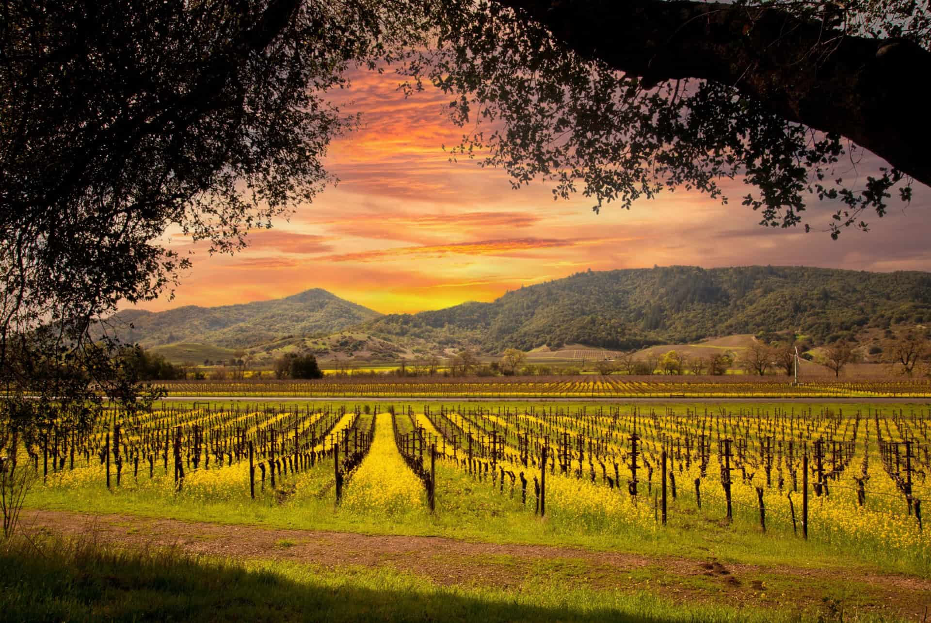 vallee de napa road trip etats unis