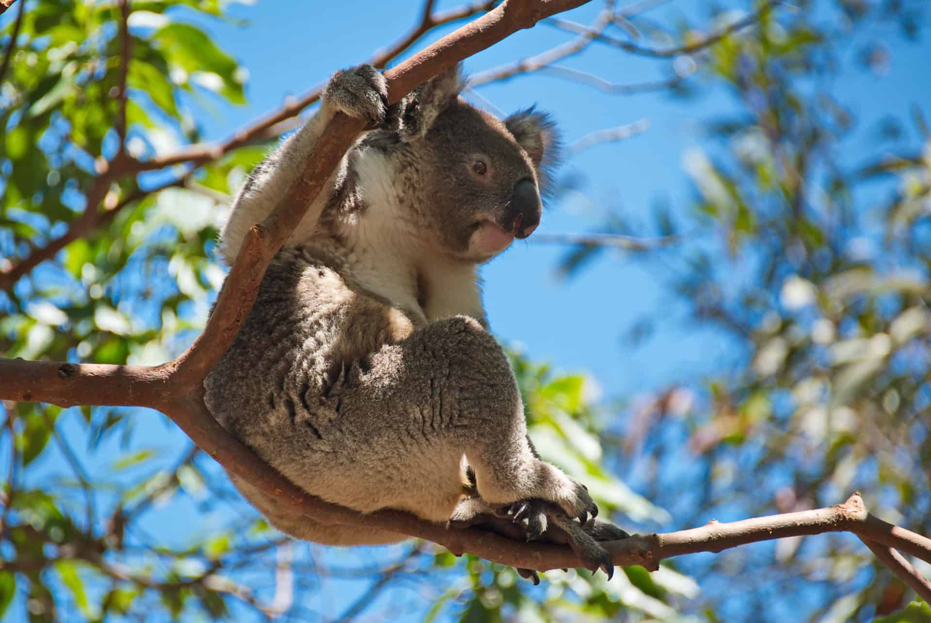 zoo de taronga