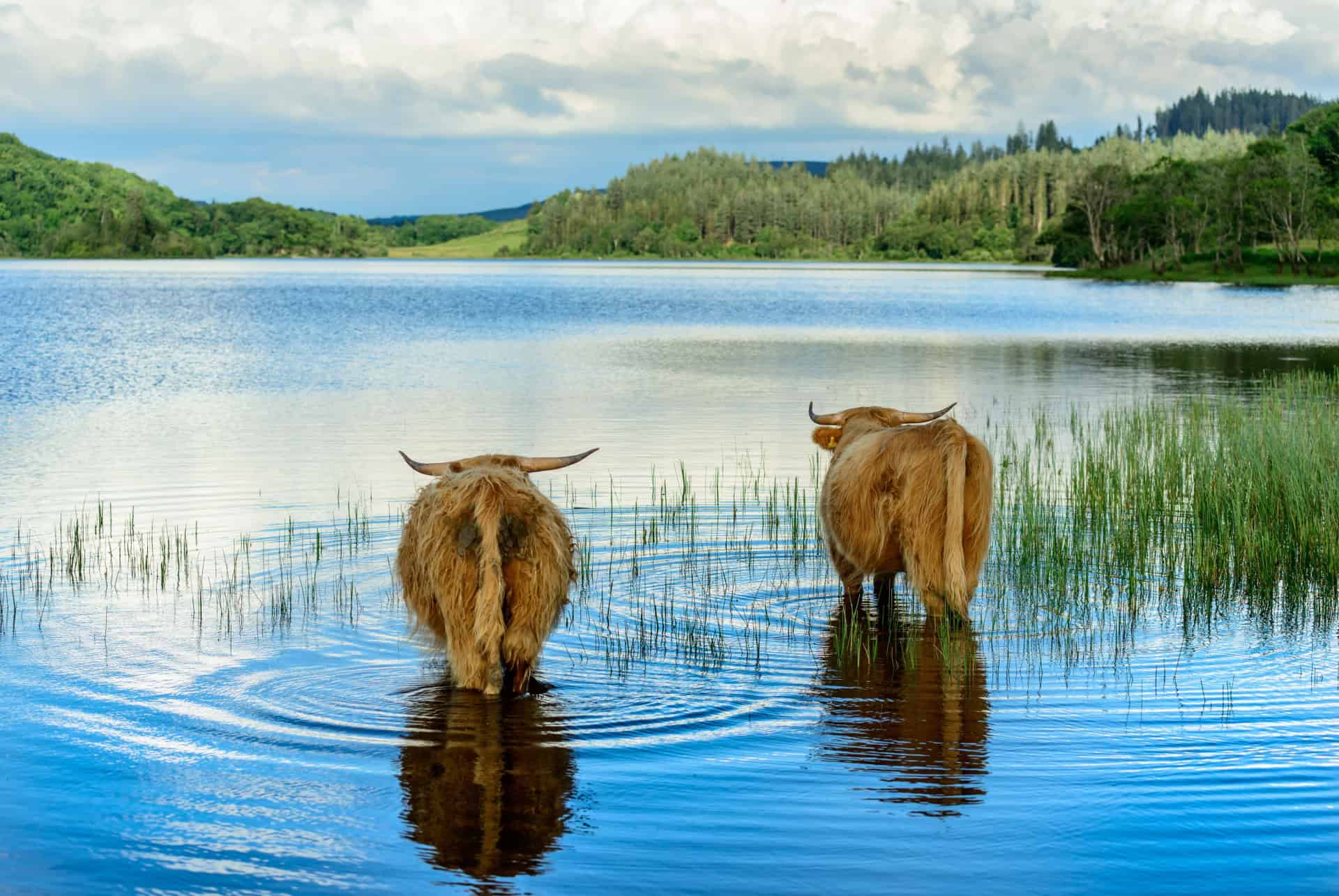 loch lomond ecosse