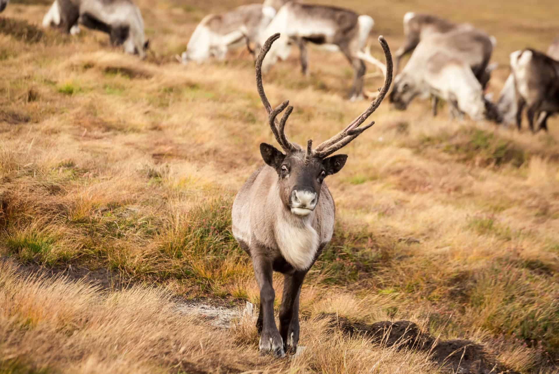 troupeau de rennes parc national des cairngorms