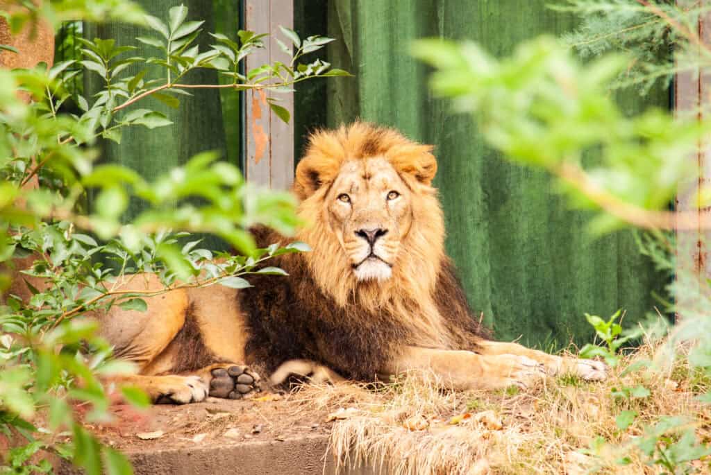 zoo de londres
