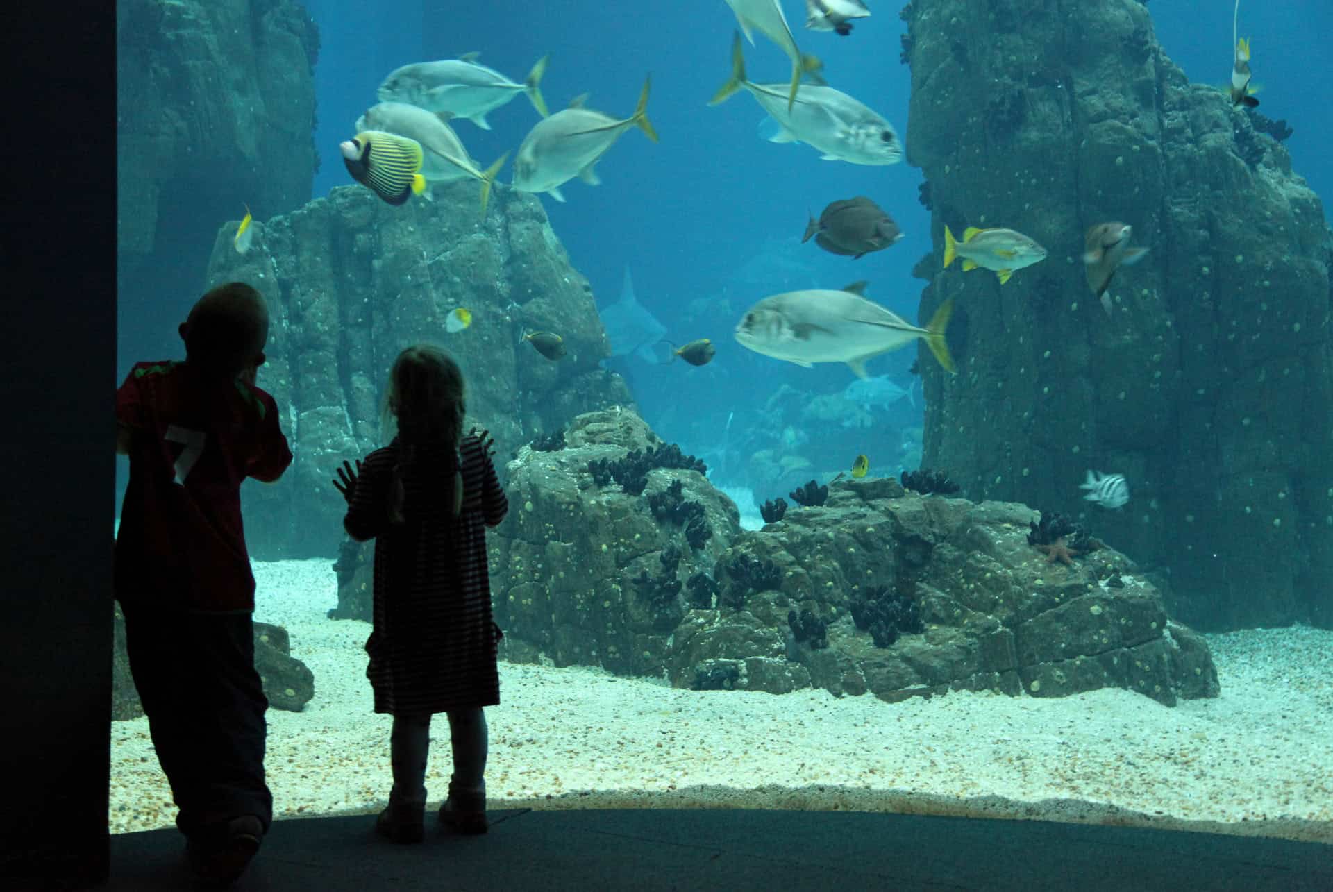 oceanarium lisbonne