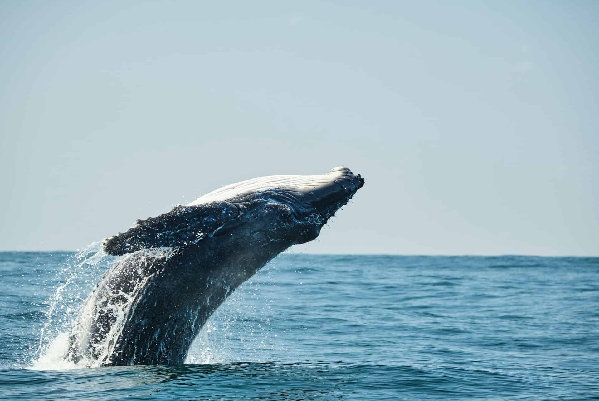 observation baleines