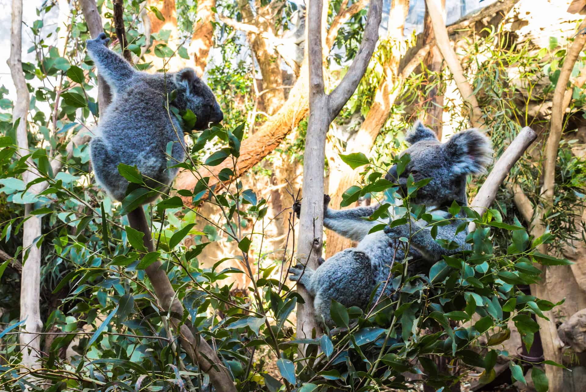 pass sydney zoo