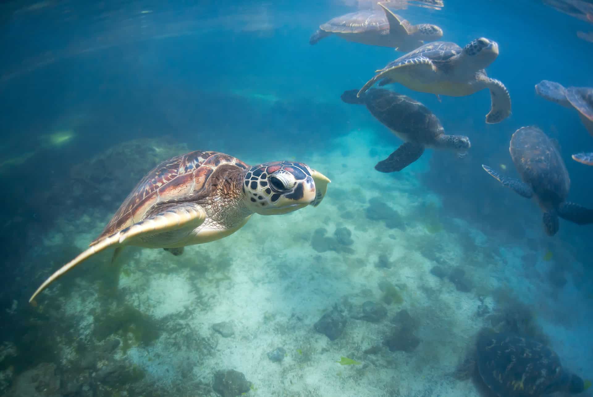 que faire a zanzibar tortues