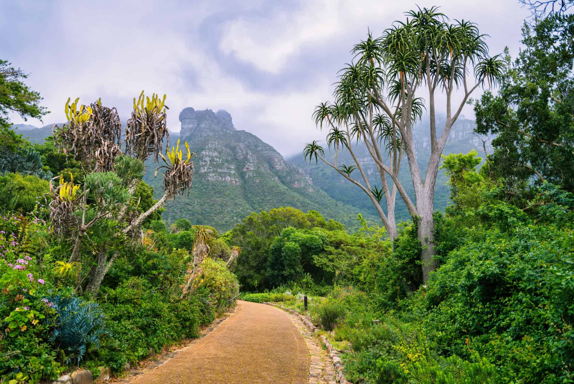 kirstenbosch national botanical garden