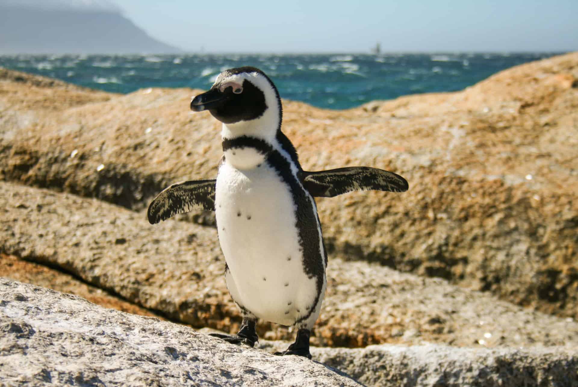 pingouins cap bonne esperance