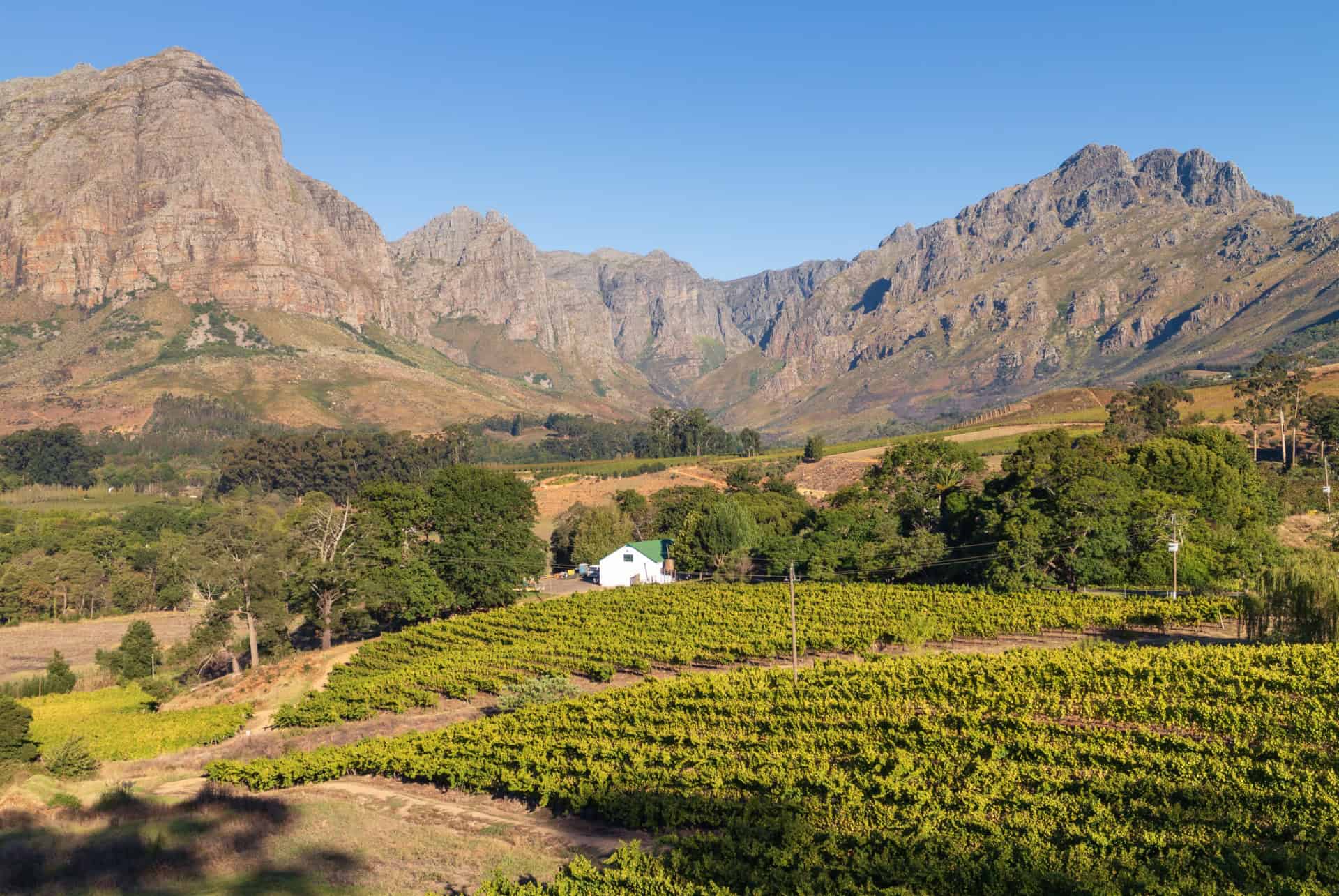 vignoble stellenbosch