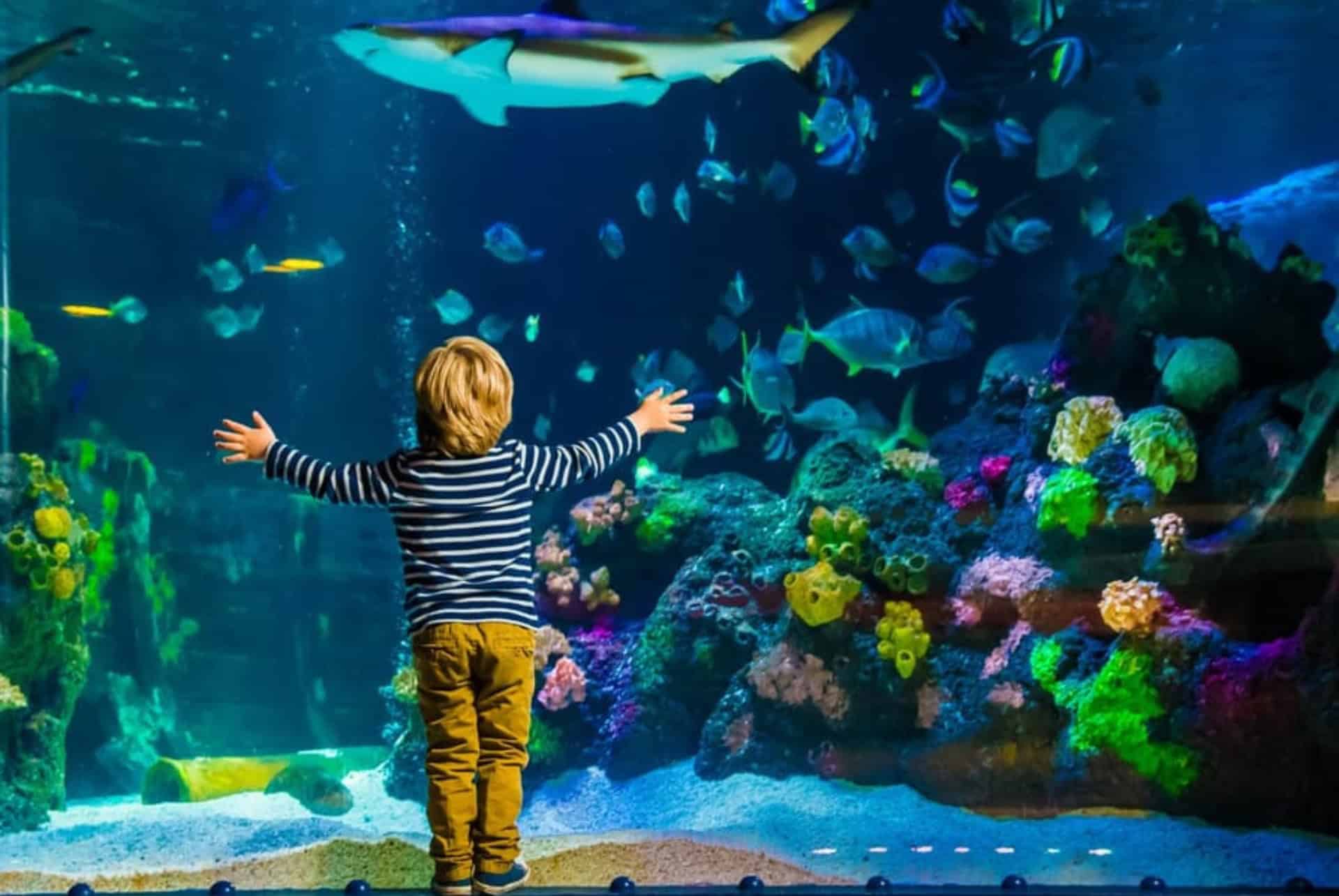 aquarium sea life