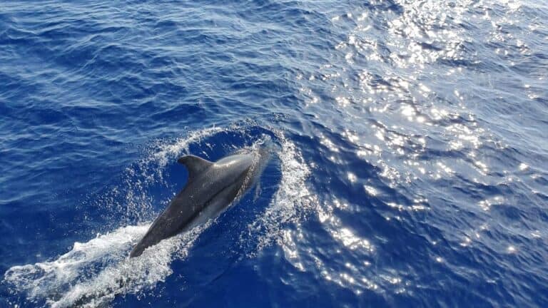 Croisière de 2 heures pour observer les dauphins 