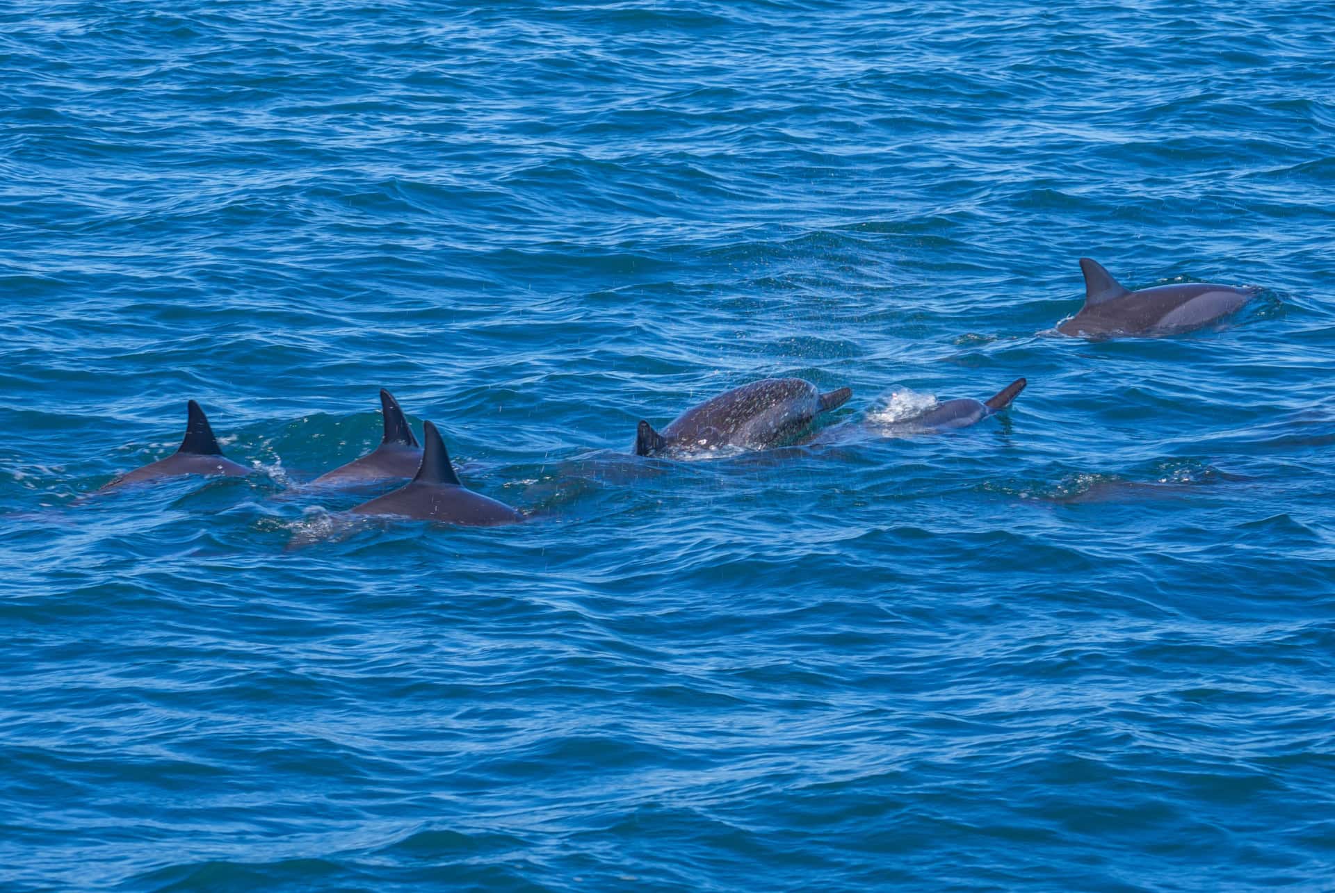 dauphins maurice septembre