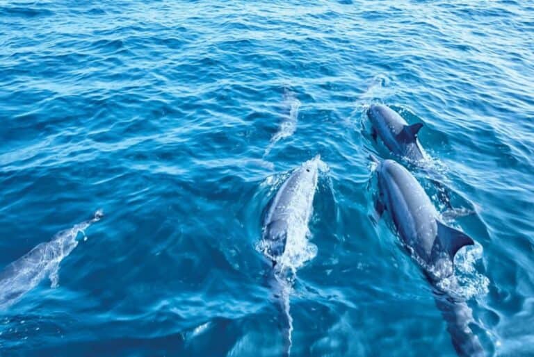 Croisière d'observation des dauphins