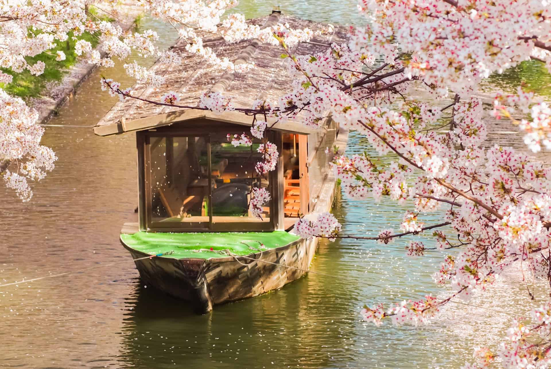 cerisiers en fleurs au japon