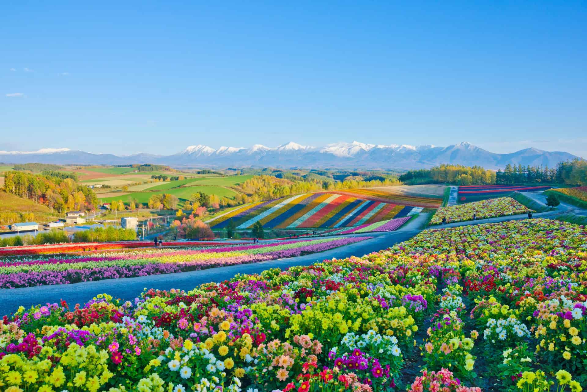 champs de fleurs de furano au japon