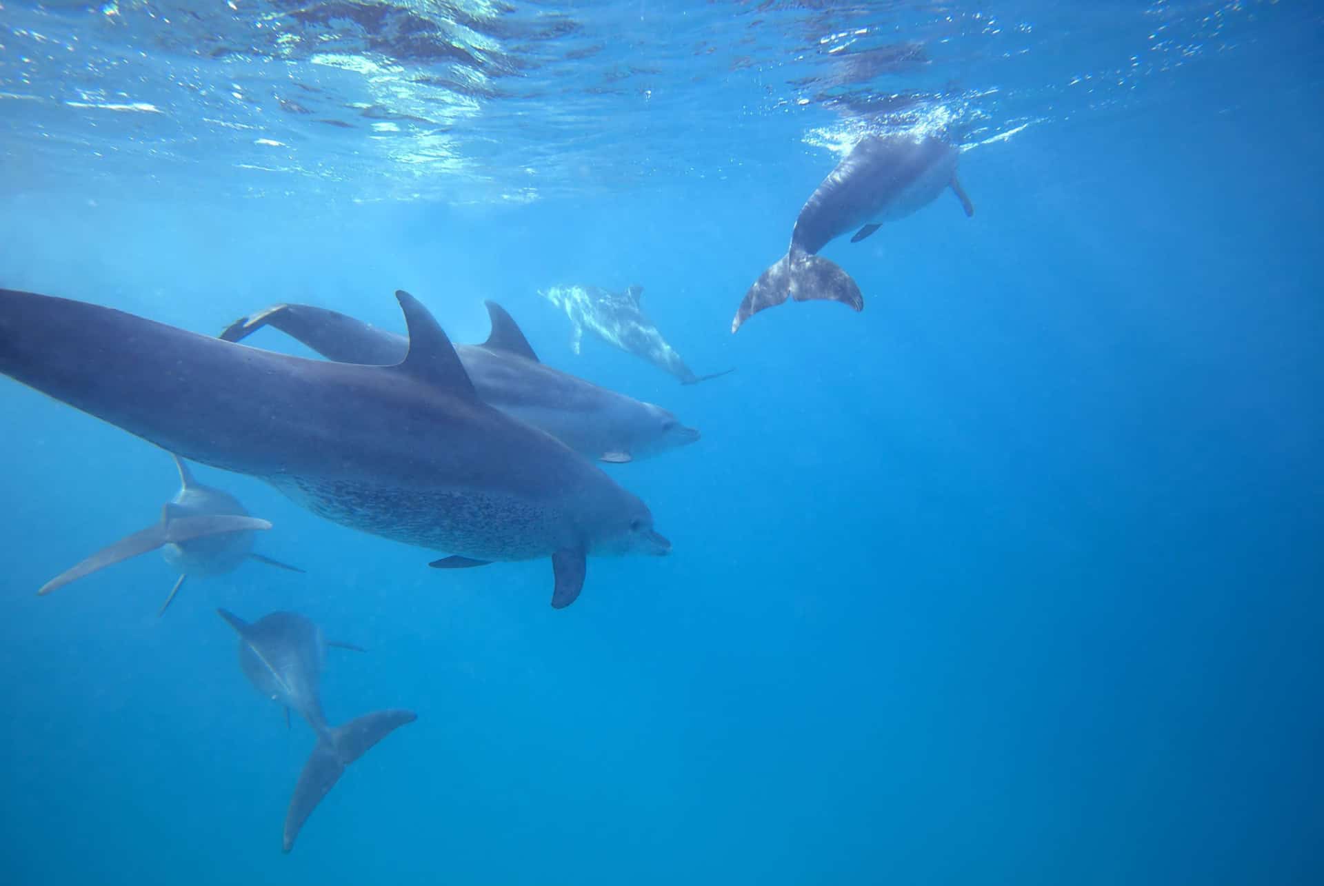 dauphins zanzibar