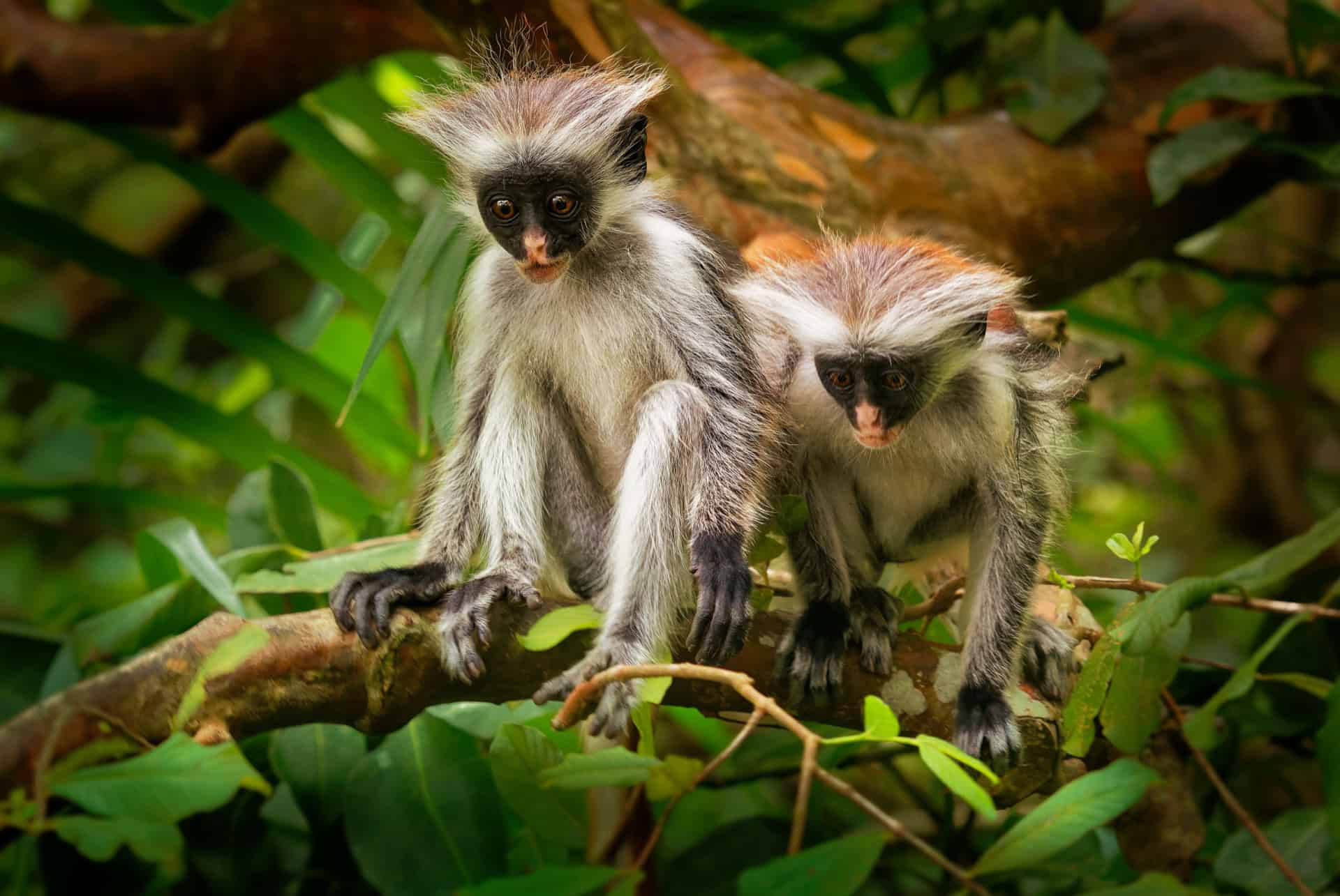 foret de jozani zanzibar