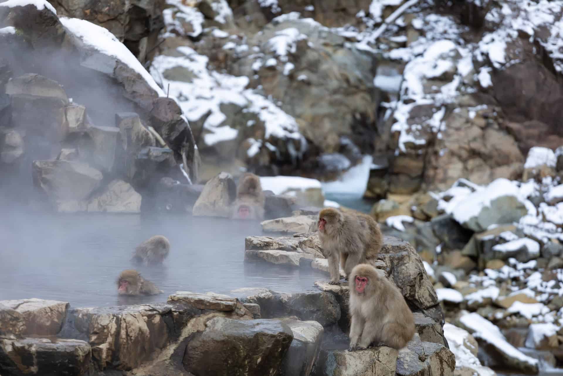 jigokudani monkey park nagano