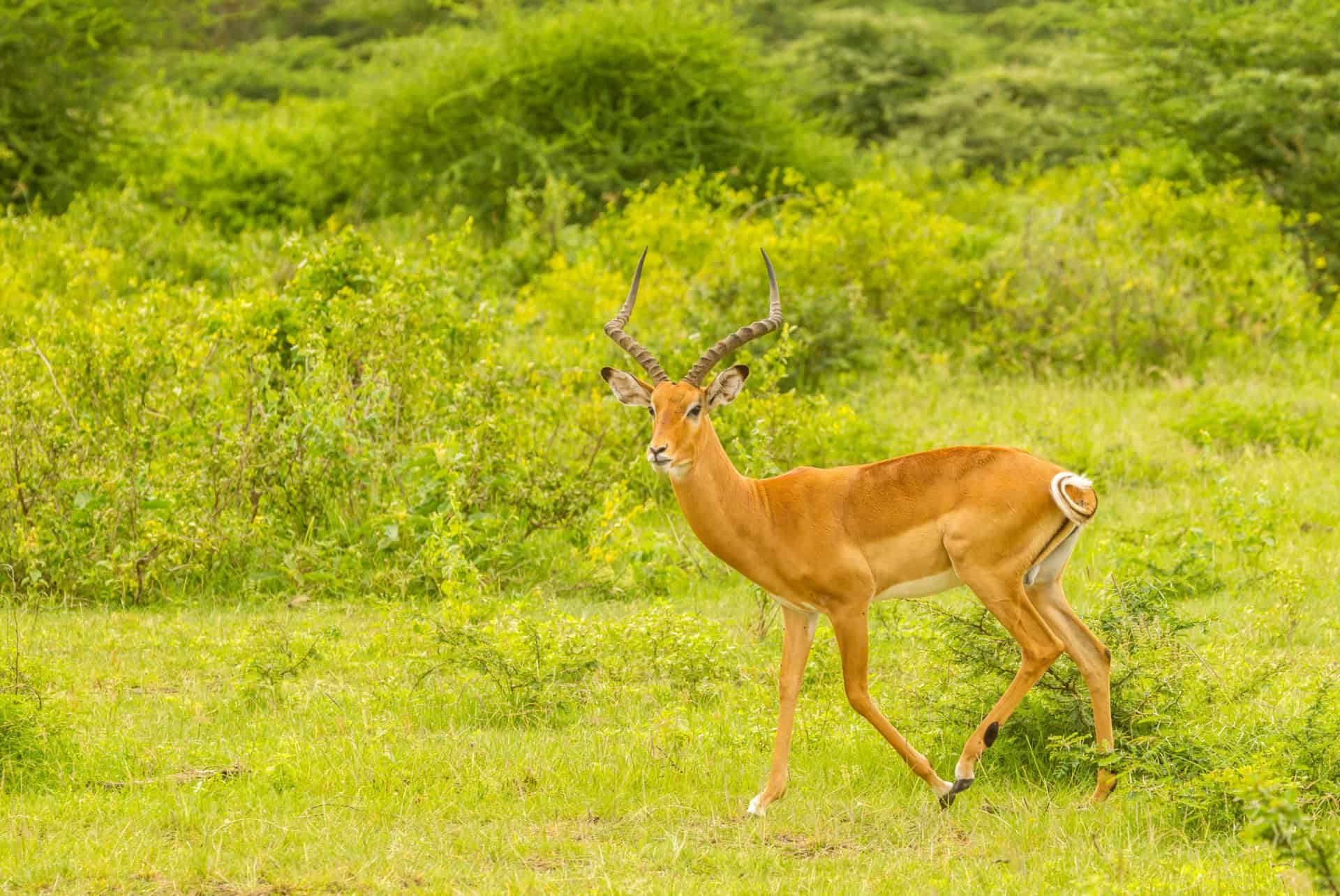 parc national de lake manyara