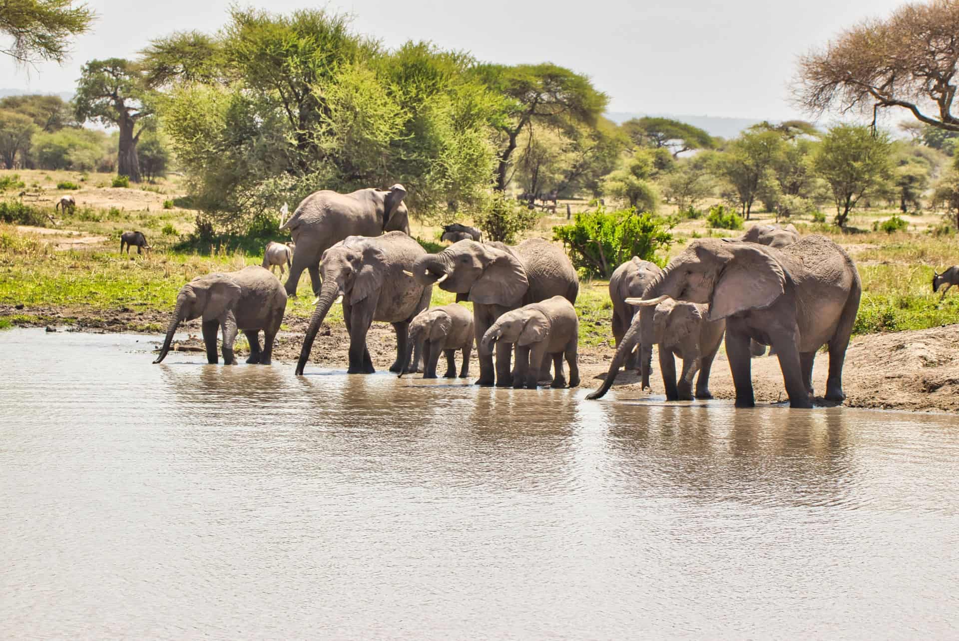 parc national de tarangire