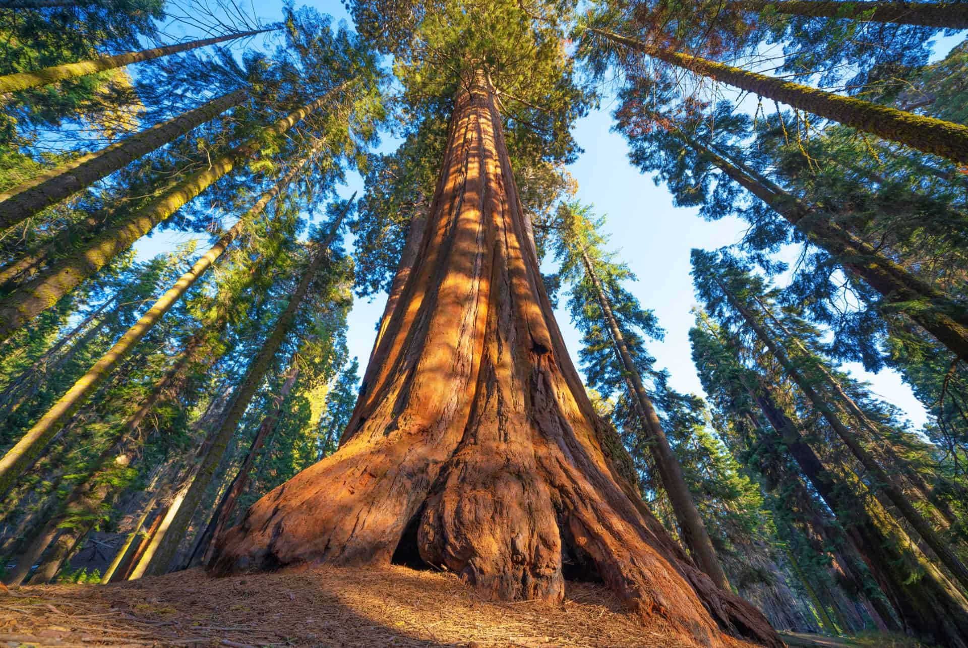 sequoia park