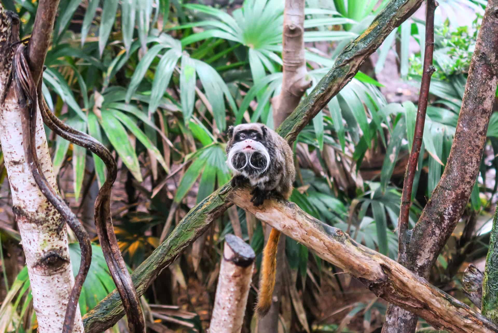 singe empereur tamarin au zoo de londres