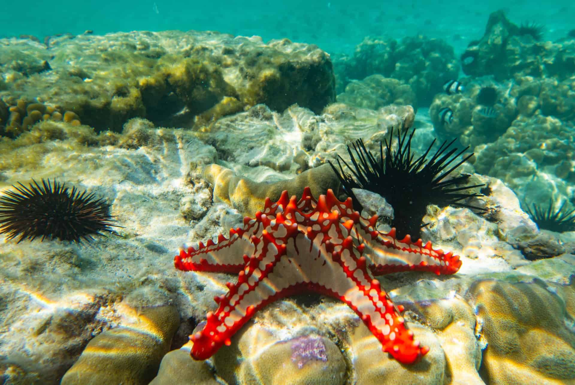 snorkeling zanzibar