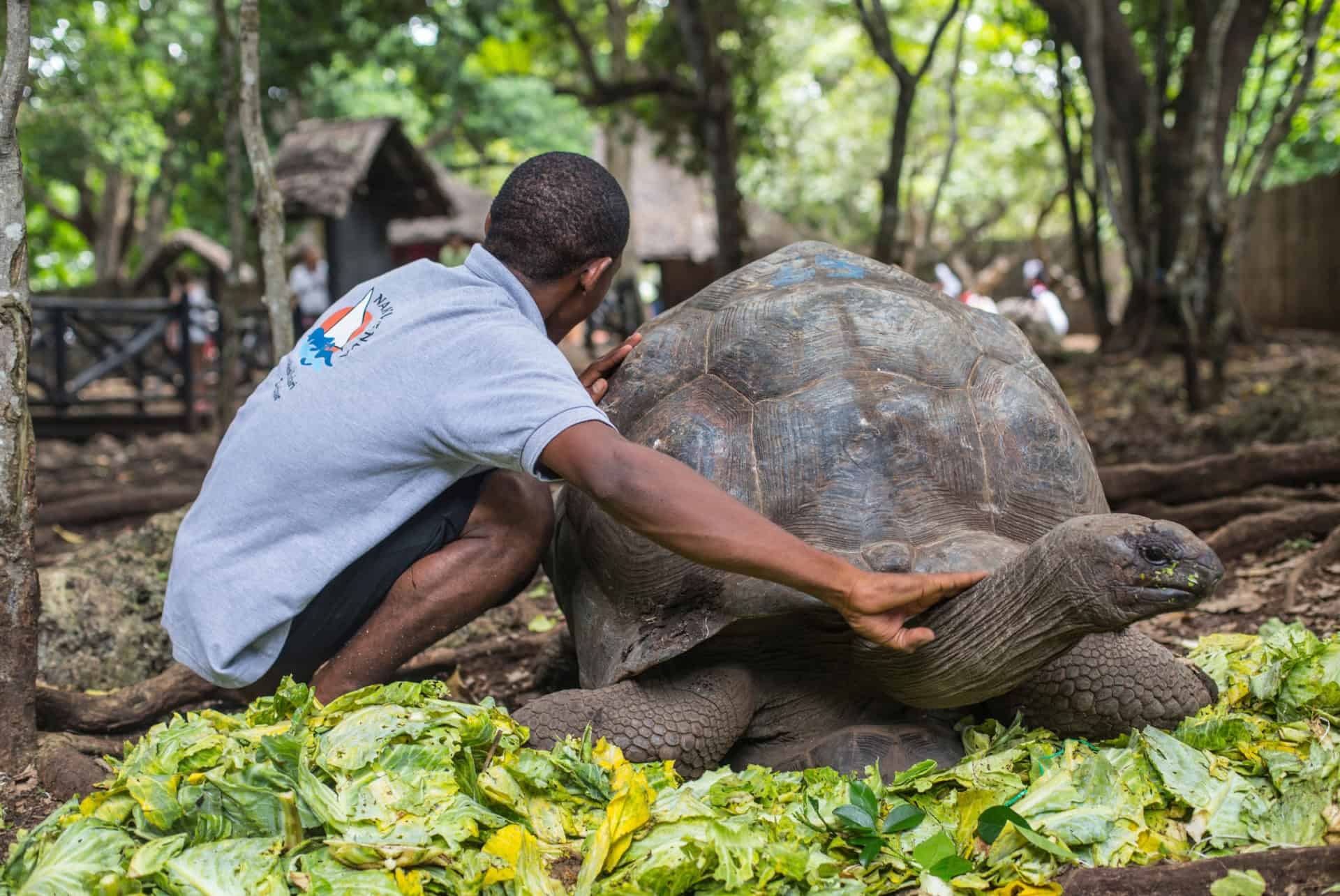 tortues geantes prison island