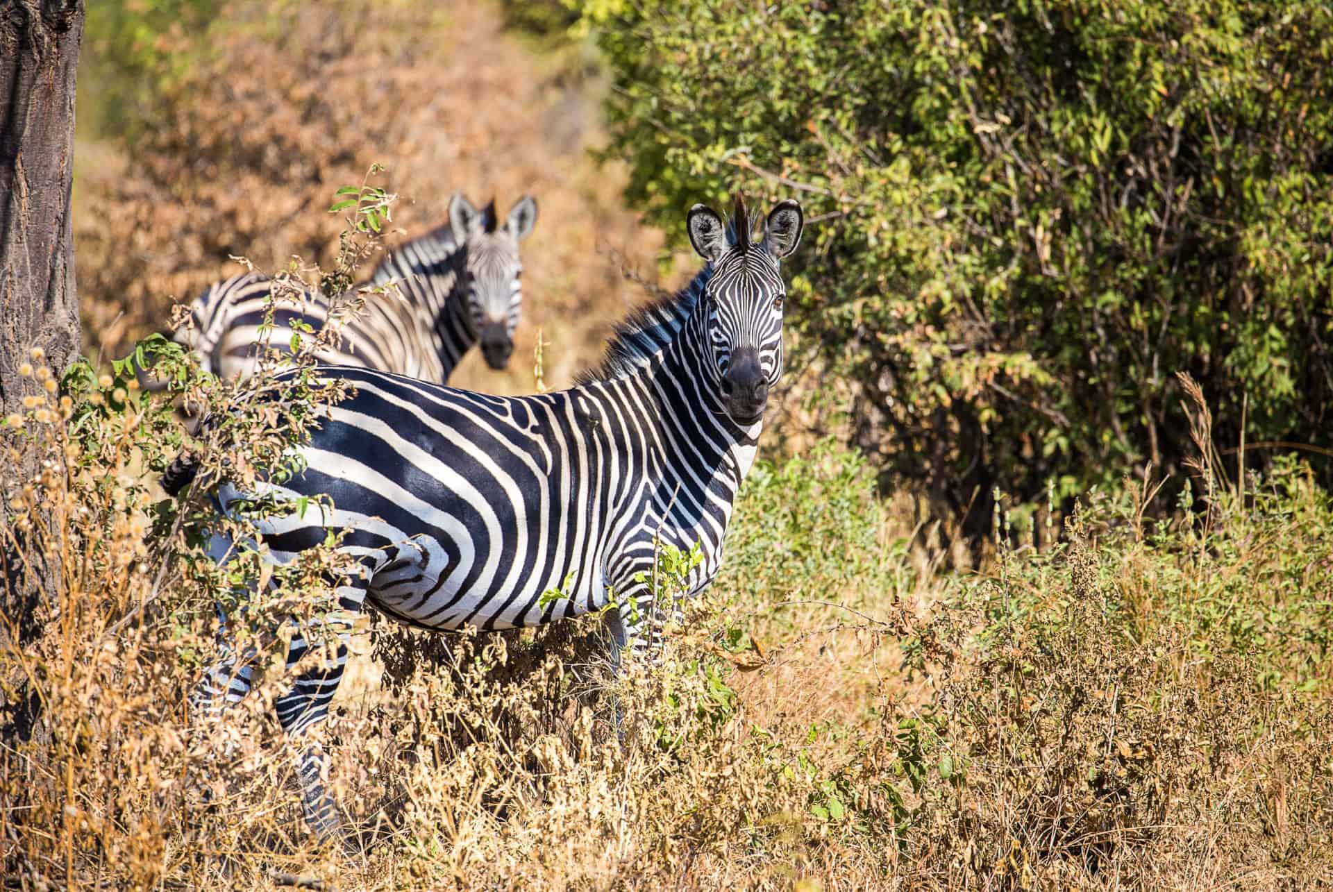 zebre dans le parc ruaha tanzanie