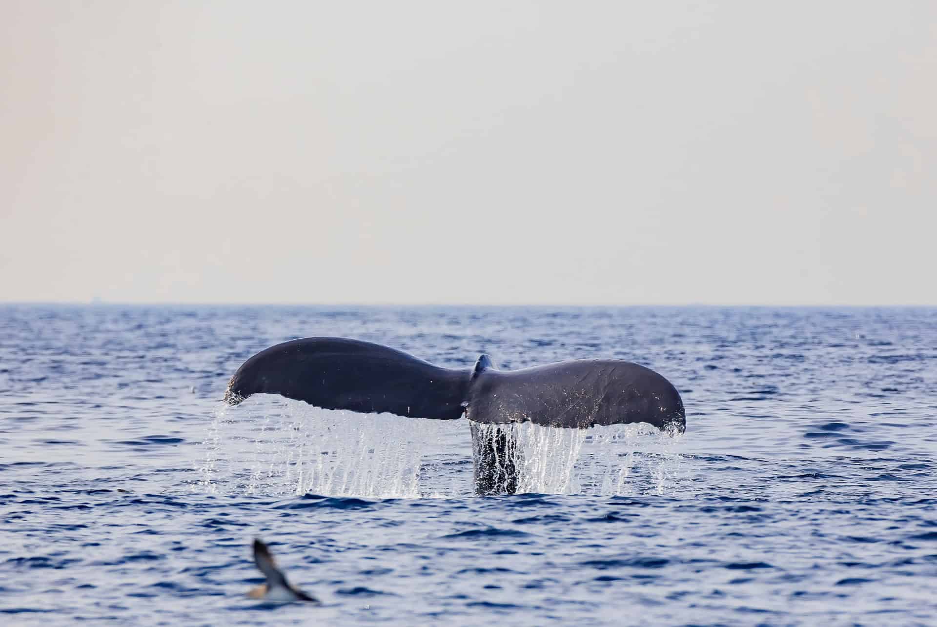baleine los angeles