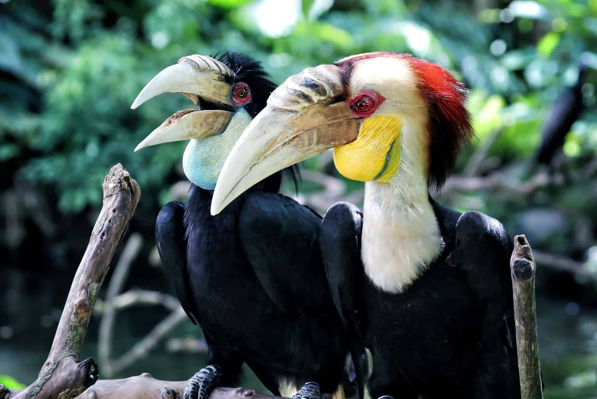 bali bird park