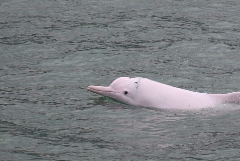 Croisière commentée pour les dauphins, Big Buddha et visite de l'île de Lantau