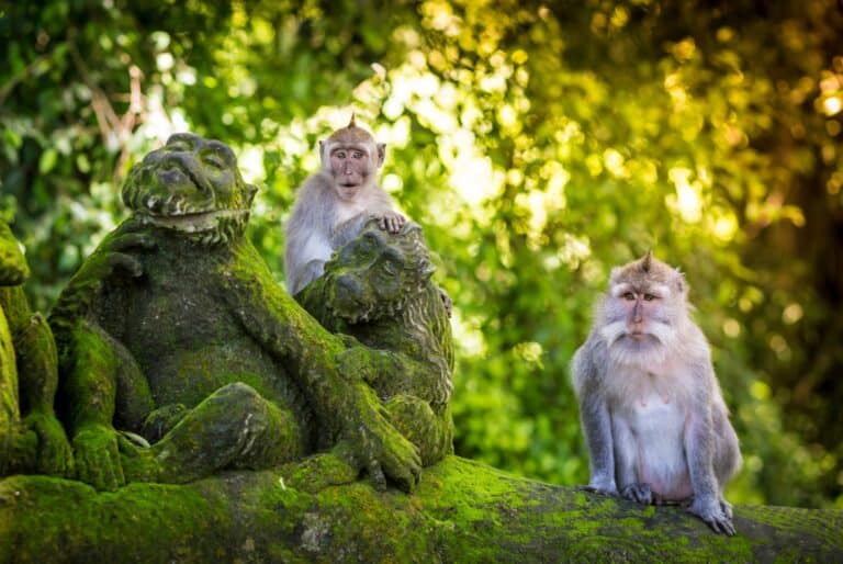 Cascade, rizières en terrasses et forêt de singes