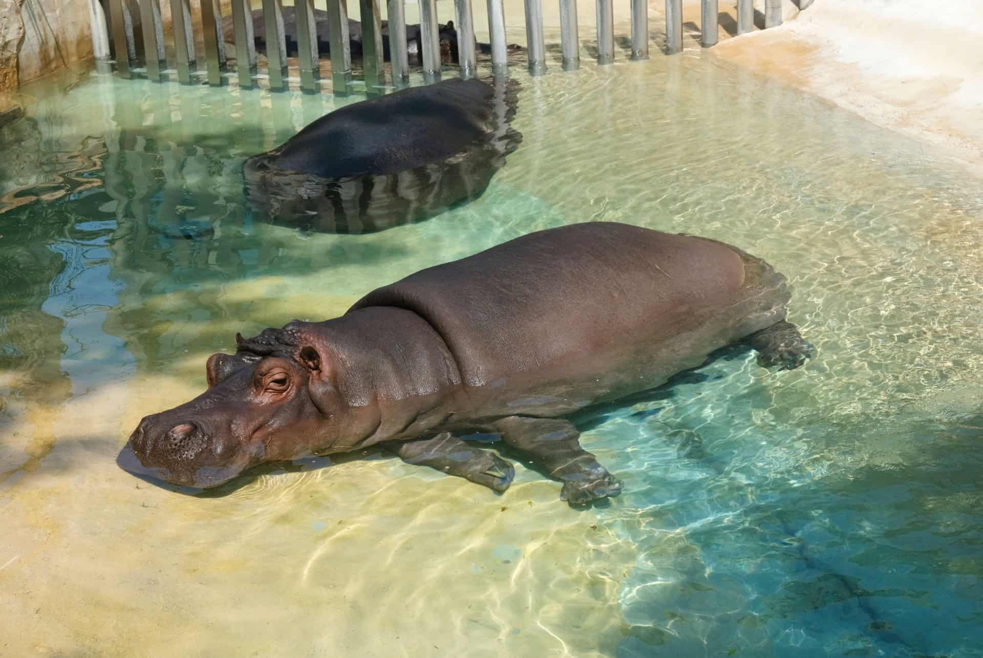 zoo barcelone en 3 jours