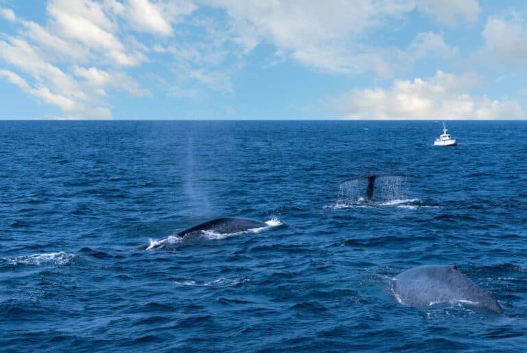 Tour d'observation des baleines de Mirissa