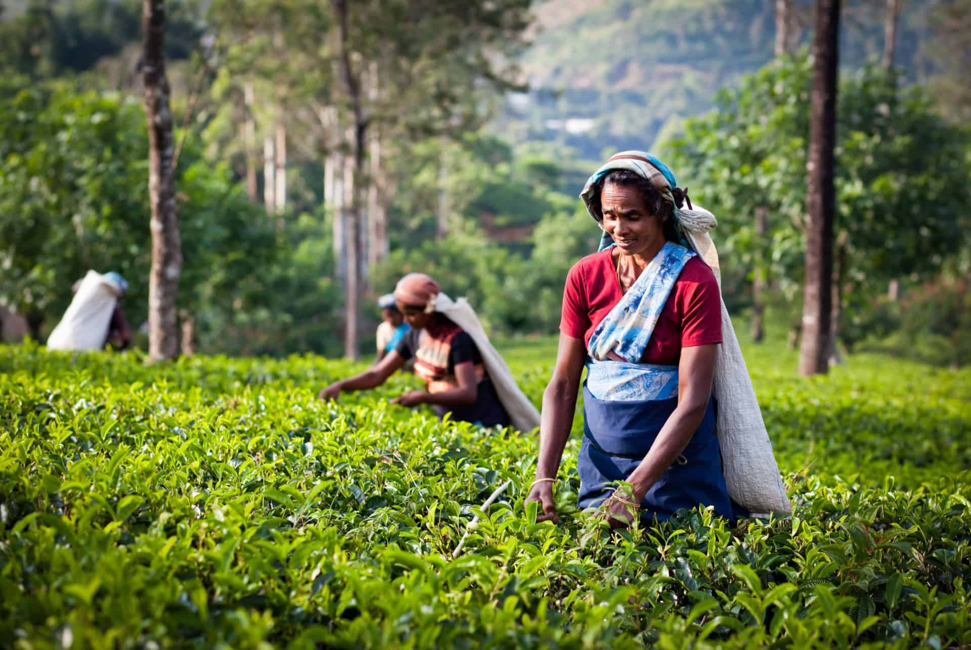 recolte the janvier sri lanka