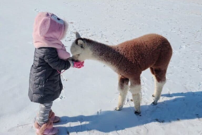 Visite d’Alpaca World, île de Nami et Jardin du Matin Calme