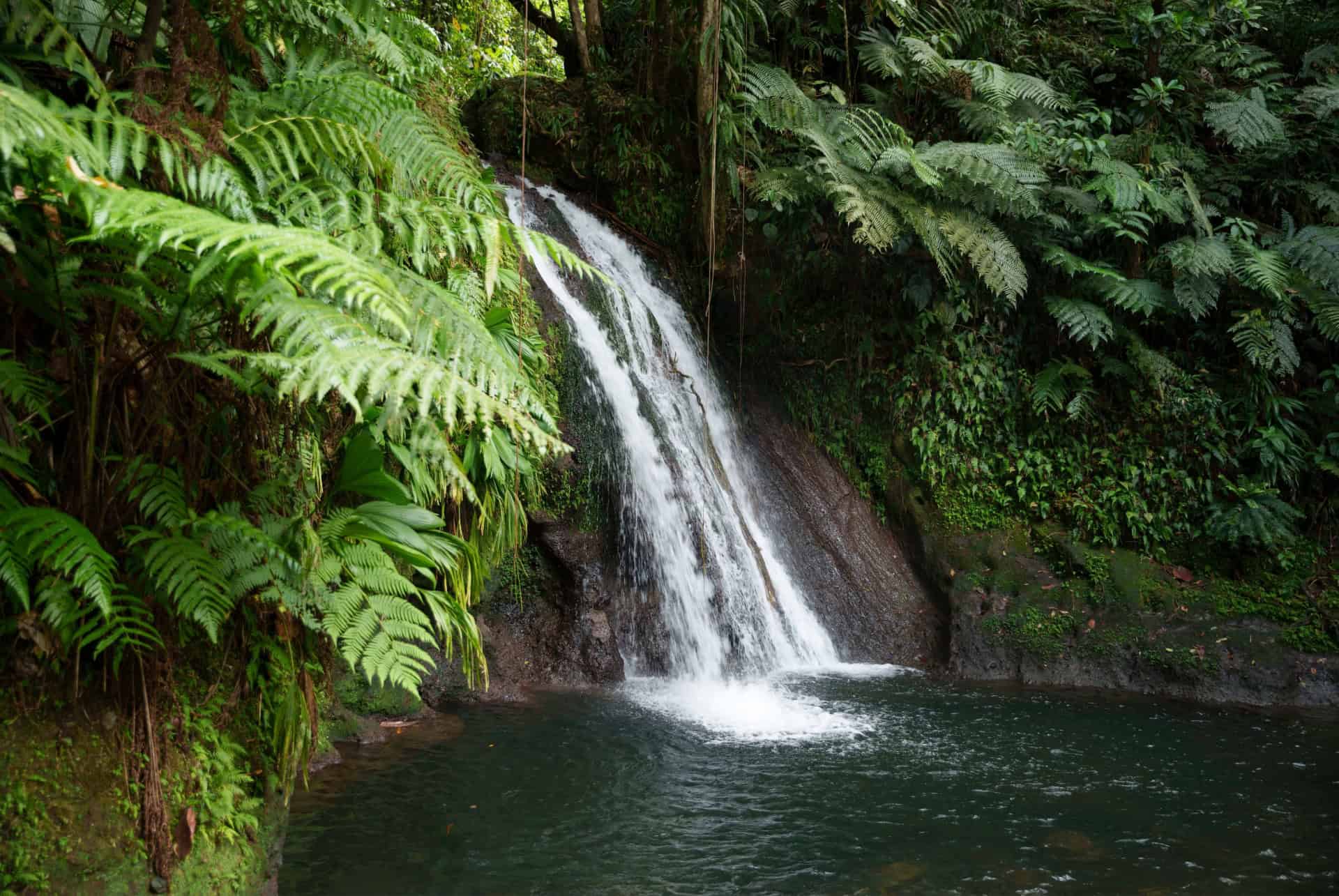 cascade aux ecrevisses guadeloupe