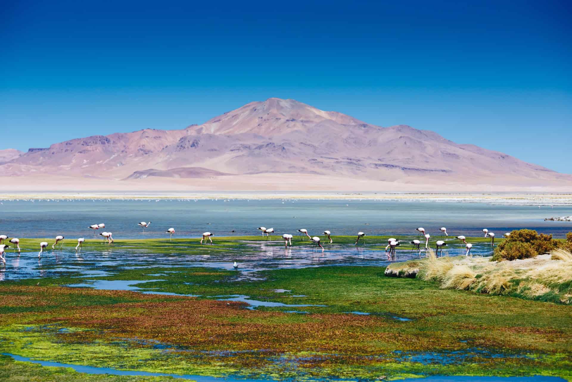 desert atacama